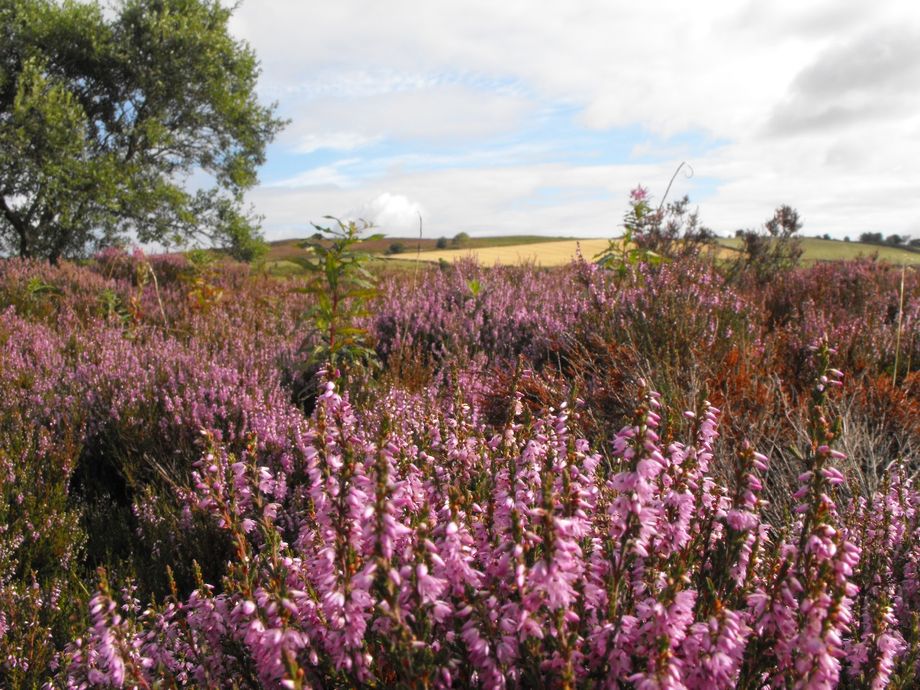 THE BEAUTIFUL HEATHER THIS YEAR